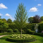 Jaseňovec metlinatý (Koelreuteria paniculata) ‘FASTIGIATA’ – výška 240-320 cm, kont. C18L - NA KMIENKU